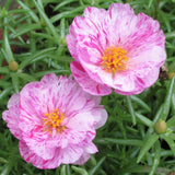 3.5" pot - Moss Rose