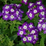 3.5" pot - Verbena