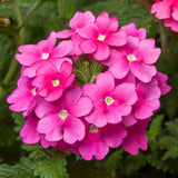 3.5" pot - Verbena