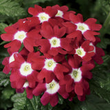 3.5" pot - Verbena