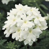3.5" pot - Verbena