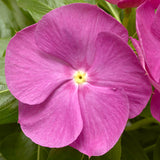 3.5" pot - Vinca