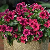 3.5" pot - Vinca