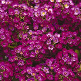 3.5" pot - Alyssum