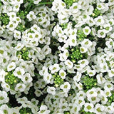 3.5" pot - Alyssum