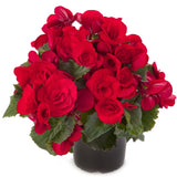 5" pot - Begonia, Reiger