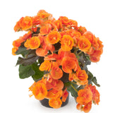 5" pot - Begonia, Reiger