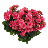 5" pot - Begonia, Reiger