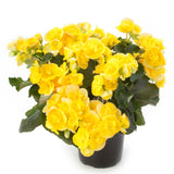 5" pot - Begonia, Reiger