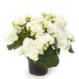 5" pot - Begonia, Reiger