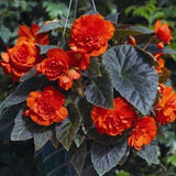 5" pot - Begonia, Tuberous