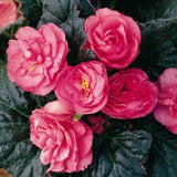 5" pot - Begonia, Tuberous