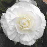 5" pot - Begonia, Tuberous