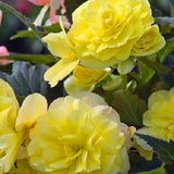 5" pot - Begonia, Tuberous