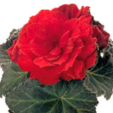 5" pot - Begonia, Tuberous