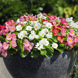 3-pack - Begonia, Wax