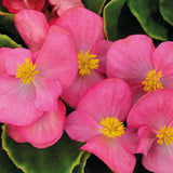 3-pack - Begonia, Wax