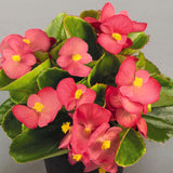 3-pack - Begonia, Wax