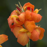 6" pot - Canna Cannova