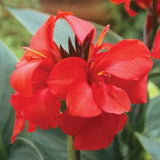 6" pot - Canna Cannova