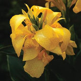 6" pot - Canna Cannova