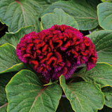 3.5" pot - Celosia