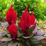 3.5" pot - Celosia