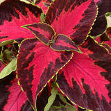 3.5" pot - Coleus