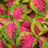 3.5" pot - Coleus