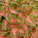 3.5" pot - Coleus