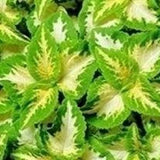 3.5" pot - Coleus