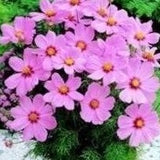 3.5" pot - Cosmos