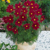 3.5" pot - Cosmos