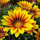 3.5" pot - Gazania