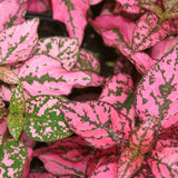 3.5" pot - Hypoestes