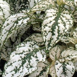 3.5" pot - Hypoestes
