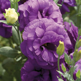 3.5" pot - Lisianthus