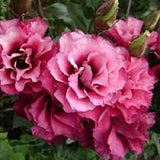 3.5" pot - Lisianthus