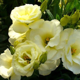 3.5" pot - Lisianthus