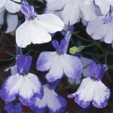 3.5" pot - Lobelia