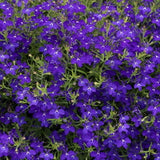 3.5" pot - Lobelia