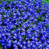 3.5" pot - Lobelia