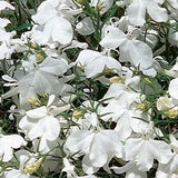3.5" pot - Lobelia