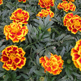 3.5" pot - Marigold