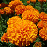 3.5" pot - Marigold