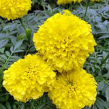 3.5" pot - Marigold