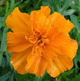 3.5" pot - Marigold