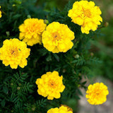 3.5" pot - Marigold
