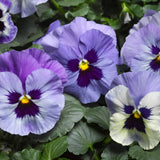 3.5" pot - Pansy