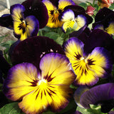 3.5" pot - Pansy